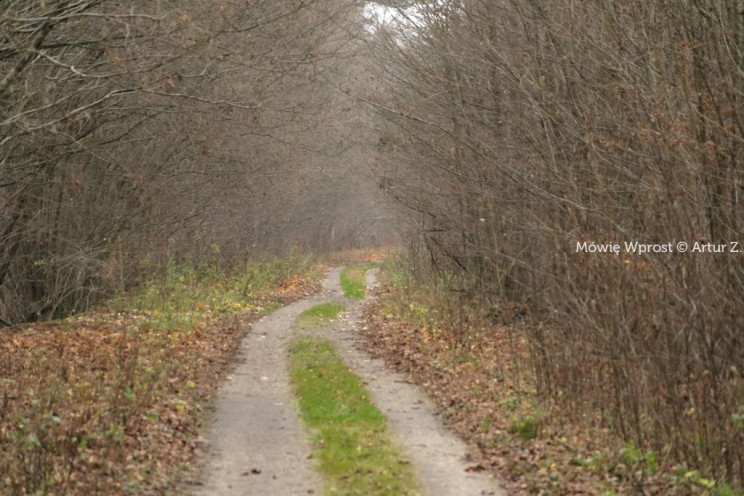 Pan Artur - 25 kilometrów leśnej podróży. Ostróda - Miłomłyn - Piławki - Ostróda :)