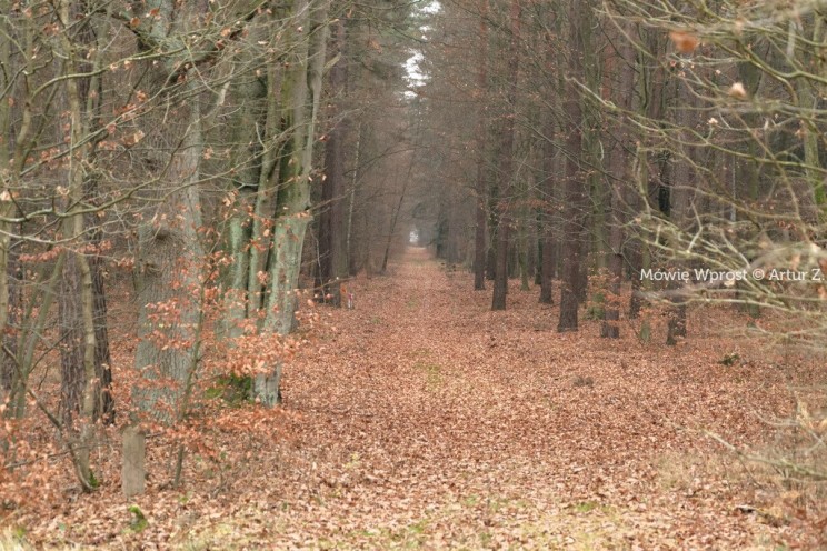Pan Artur - 25 kilometrów leśnej podróży. Ostróda - Miłomłyn - Piławki - Ostróda :)