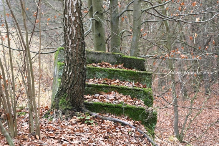 Pan Artur - 25 kilometrów leśnej podróży. Ostróda - Miłomłyn - Piławki - Ostróda :)