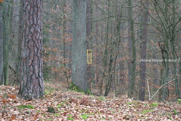 Pan Artur - 25 kilometrów leśnej podróży. Ostróda - Miłomłyn - Piławki - Ostróda :)