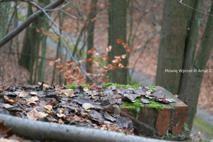 Pan Artur - 25 kilometrów leśnej podróży. Ostróda - Miłomłyn - Piławki - Ostróda :)