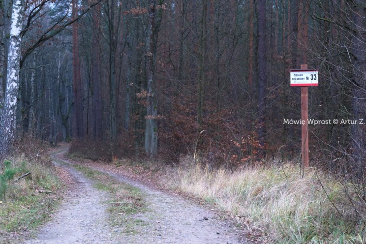 Pan Artur - 25 kilometrów leśnej podróży. Ostróda - Miłomłyn - Piławki - Ostróda :)