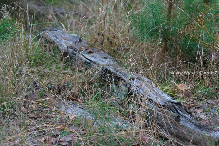 Pan Artur - 25 kilometrów leśnej podróży. Ostróda - Miłomłyn - Piławki - Ostróda :)