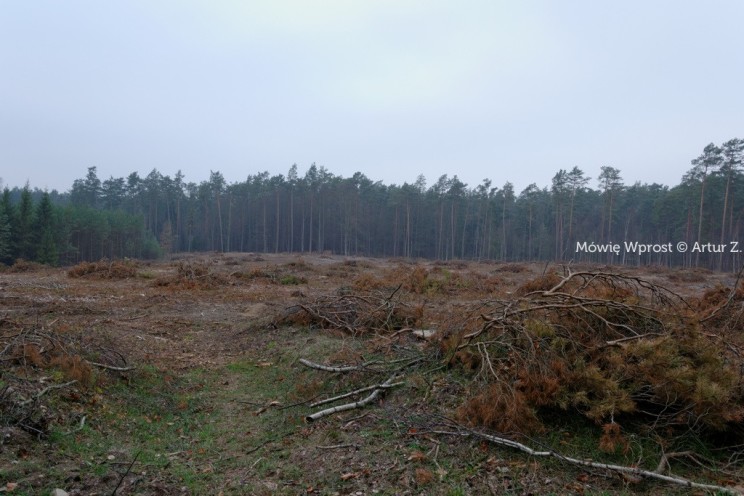 Pan Artur - 25 kilometrów leśnej podróży. Ostróda - Miłomłyn - Piławki - Ostróda :)