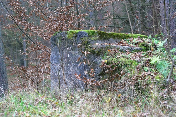 Pan Artur - 25 kilometrów leśnej podróży. Ostróda - Miłomłyn - Piławki - Ostróda :)