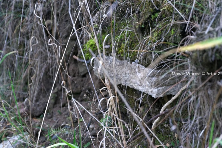 Pan Artur - 25 kilometrów leśnej podróży. Ostróda - Miłomłyn - Piławki - Ostróda :)