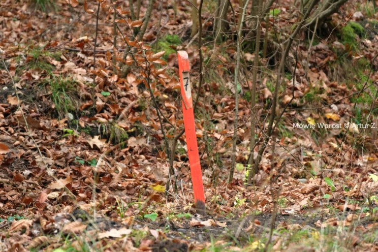 Pan Artur - 25 kilometrów leśnej podróży. Ostróda - Miłomłyn - Piławki - Ostróda :)