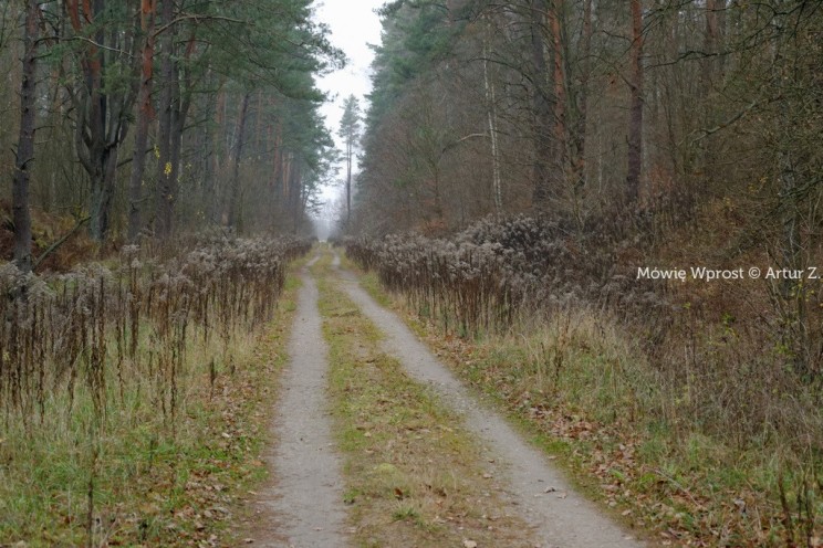 Pan Artur - 25 kilometrów leśnej podróży. Ostróda - Miłomłyn - Piławki - Ostróda :)