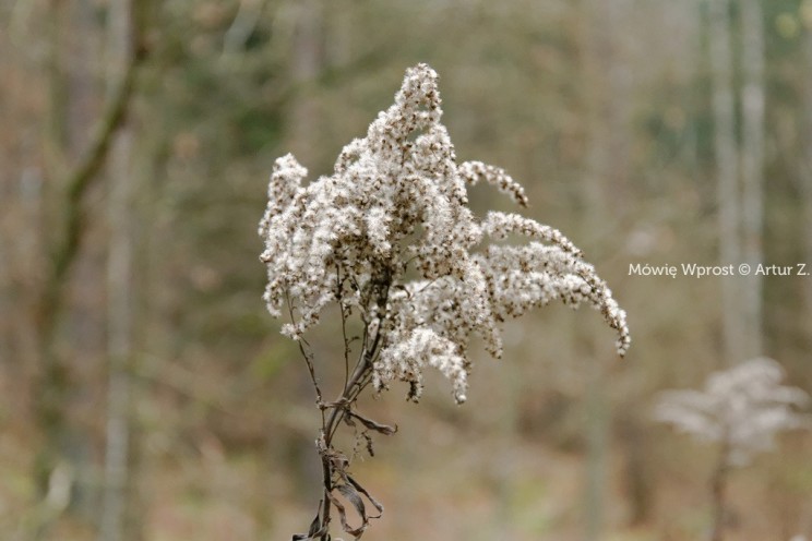 Pan Artur - 25 kilometrów leśnej podróży. Ostróda - Miłomłyn - Piławki - Ostróda :)