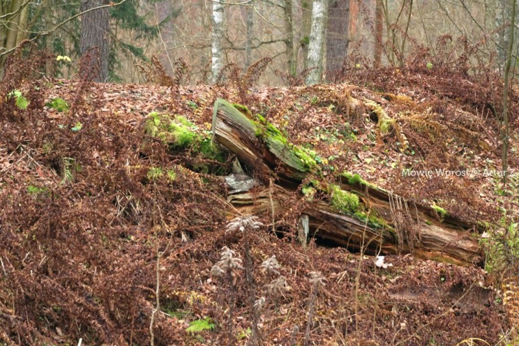 Pan Artur - 25 kilometrów leśnej podróży. Ostróda - Miłomłyn - Piławki - Ostróda :)