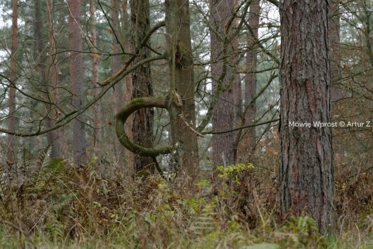 Pan Artur - 25 kilometrów leśnej podróży. Ostróda - Miłomłyn - Piławki - Ostróda :)