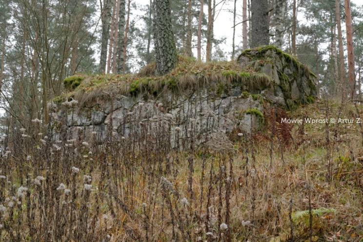 Pan Artur - 25 kilometrów leśnej podróży. Ostróda - Miłomłyn - Piławki - Ostróda :)