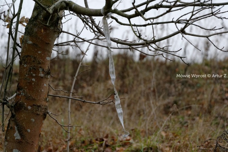 Pan Artur - 25 kilometrów leśnej podróży. Ostróda - Miłomłyn - Piławki - Ostróda :)