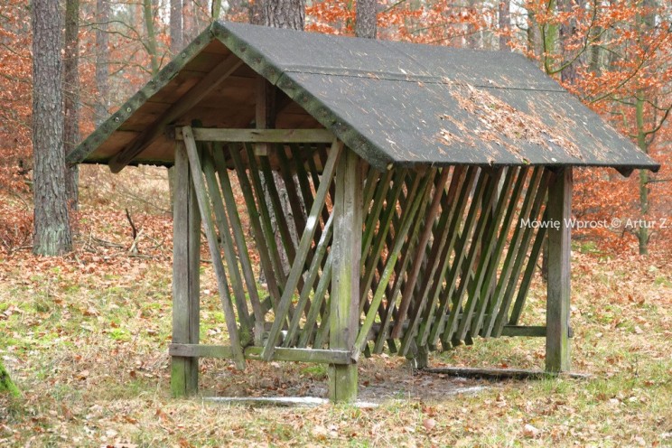 Pan Artur - 25 kilometrów leśnej podróży. Ostróda - Miłomłyn - Piławki - Ostróda :)