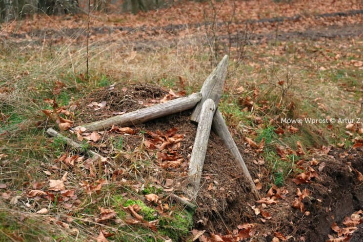 Pan Artur - 25 kilometrów leśnej podróży. Ostróda - Miłomłyn - Piławki - Ostróda :)