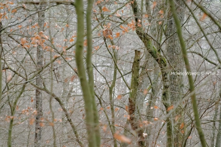 Pan Artur - 25 kilometrów leśnej podróży. Ostróda - Miłomłyn - Piławki - Ostróda :)