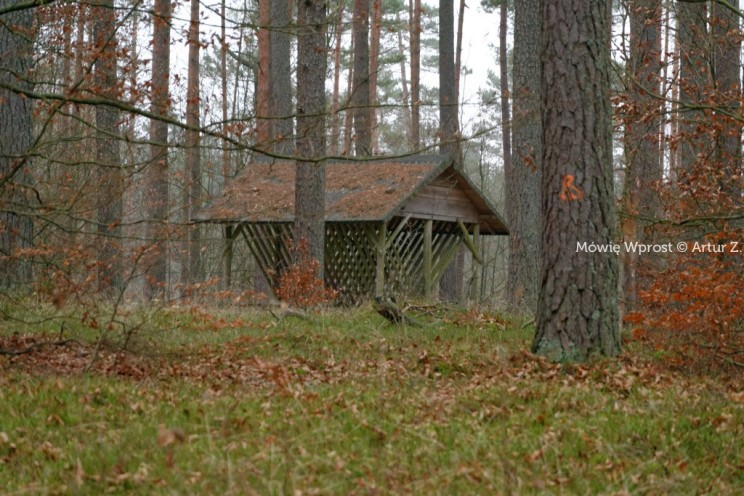 Pan Artur - 25 kilometrów leśnej podróży. Ostróda - Miłomłyn - Piławki - Ostróda :)