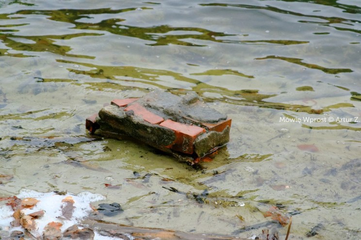 Pan Artur - 25 kilometrów leśnej podróży. Ostróda - Miłomłyn - Piławki - Ostróda :)
