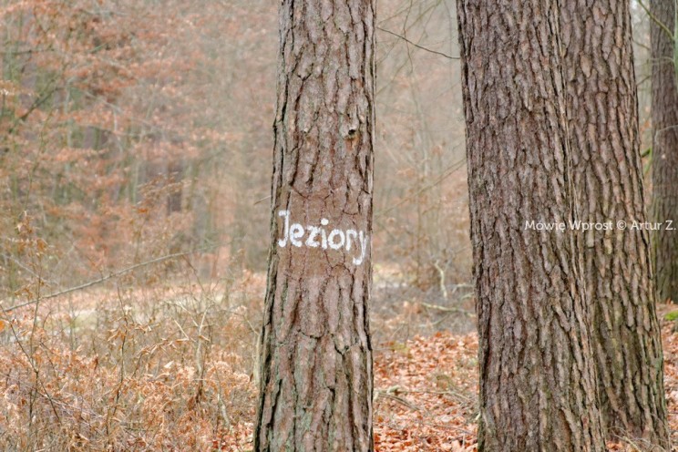 Pan Artur - 25 kilometrów leśnej podróży. Ostróda - Miłomłyn - Piławki - Ostróda :)