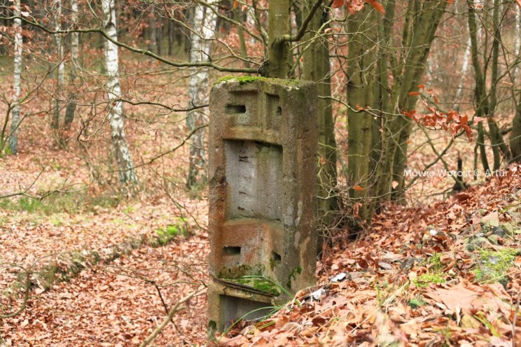 Pan Artur - 25 kilometrów leśnej podróży. Ostróda - Miłomłyn - Piławki - Ostróda :)