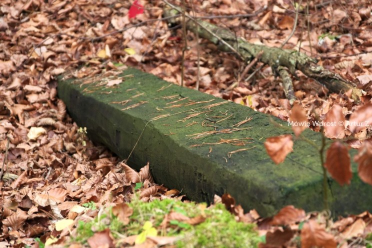 Pan Artur - 25 kilometrów leśnej podróży. Ostróda - Miłomłyn - Piławki - Ostróda :)