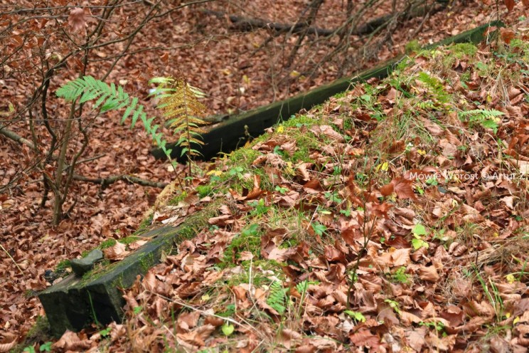 Pan Artur - 25 kilometrów leśnej podróży. Ostróda - Miłomłyn - Piławki - Ostróda :)