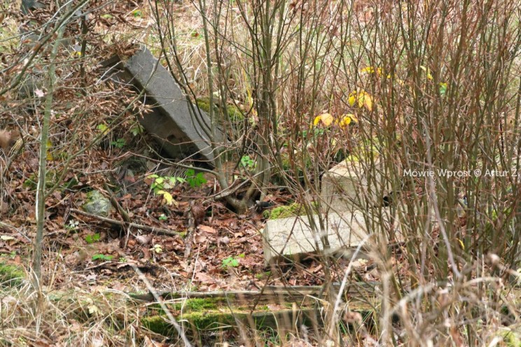 Pan Artur - 25 kilometrów leśnej podróży. Ostróda - Miłomłyn - Piławki - Ostróda :)