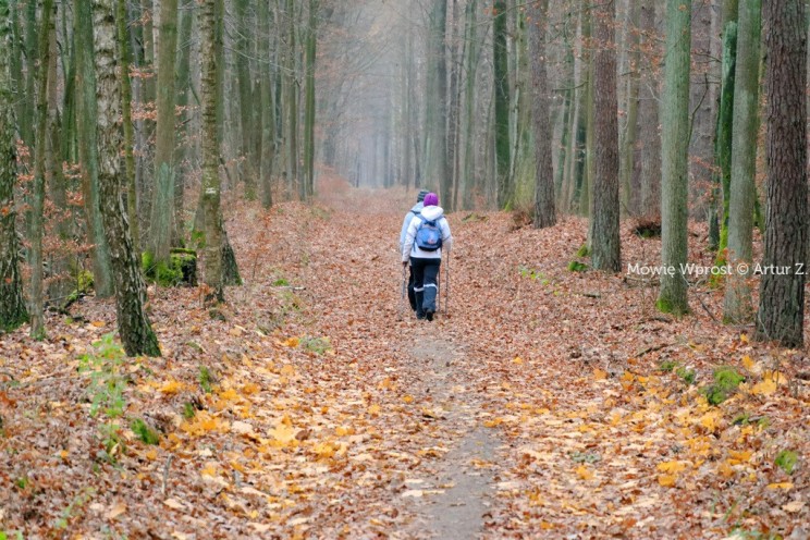 Pan Artur - 25 kilometrów leśnej podróży. Ostróda - Miłomłyn - Piławki - Ostróda :)
