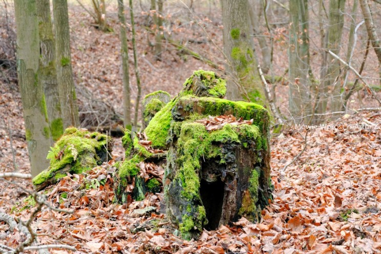 Pan Artur - 25 kilometrów leśnej podróży. Ostróda - Miłomłyn - Piławki - Ostróda :)