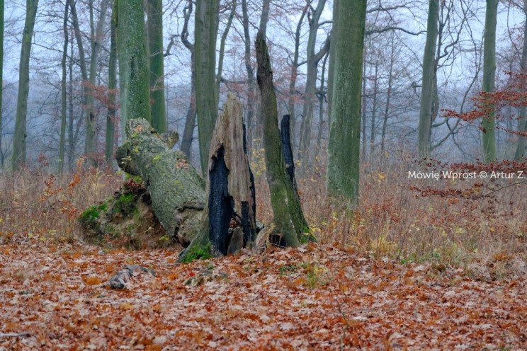 Pan Artur - 25 kilometrów leśnej podróży. Ostróda - Miłomłyn - Piławki - Ostróda :)