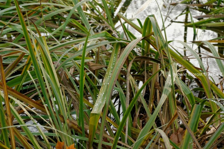 Pan Artur - Winter is coming, ale jeszcze nie teraz :)