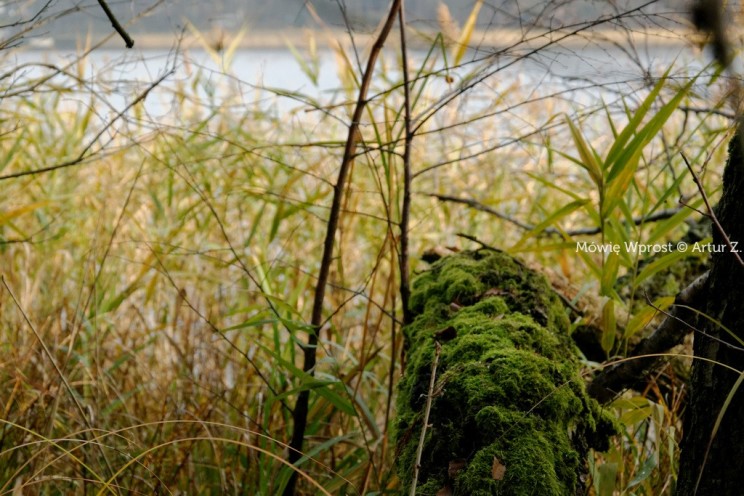 Pan Artur - Winter is coming, ale jeszcze nie teraz :)