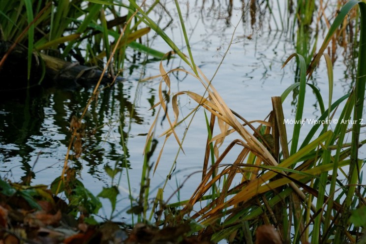 Pan Artur - Winter is coming, ale jeszcze nie teraz :)