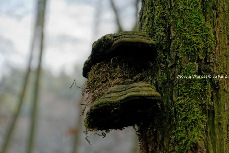 Pan Artur - Winter is coming, ale jeszcze nie teraz :)