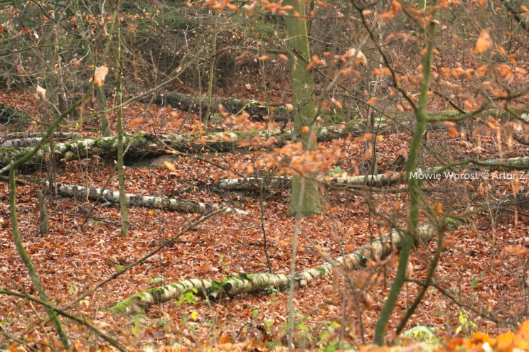 Pan Artur - Winter is coming, ale jeszcze nie teraz :)