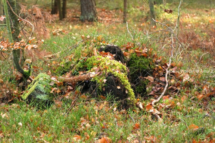 Pan Artur - Winter is coming, ale jeszcze nie teraz :)