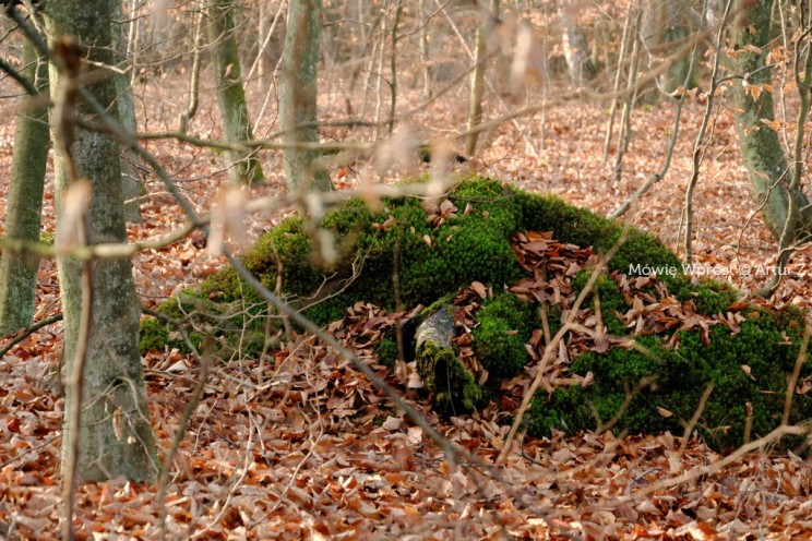 Pan Artur - Winter is coming, ale jeszcze nie teraz :)