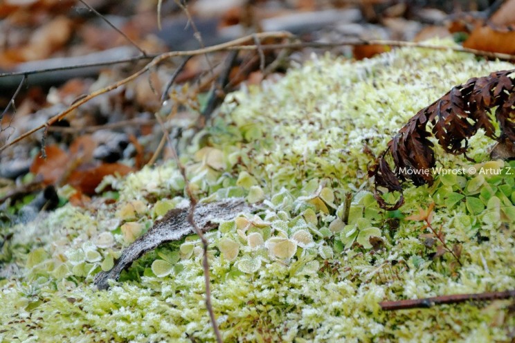 Pan Artur - Winter is coming, ale jeszcze nie teraz :)