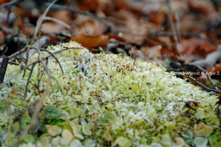 Pan Artur - Winter is coming, ale jeszcze nie teraz :)