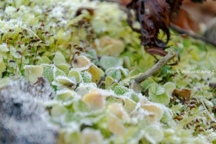 Pan Artur - Winter is coming, ale jeszcze nie teraz :)