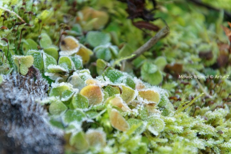 Koniec grudnia, czas na małe podsumowanie... 11 Pan Artur - Koniec grudnia, czas na małe podsumowanie...