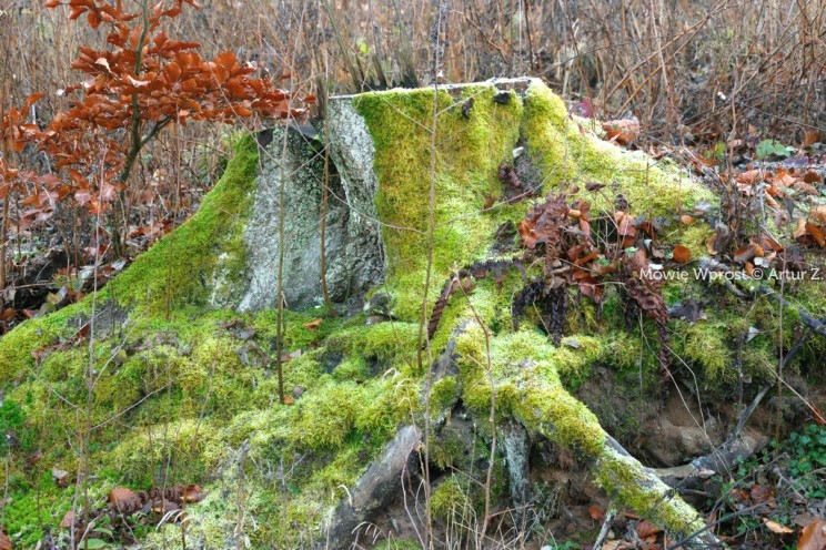 Pan Artur - Winter is coming, ale jeszcze nie teraz :)