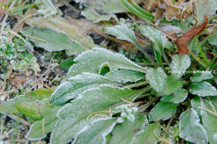 Pan Artur - Winter is coming, ale jeszcze nie teraz :)