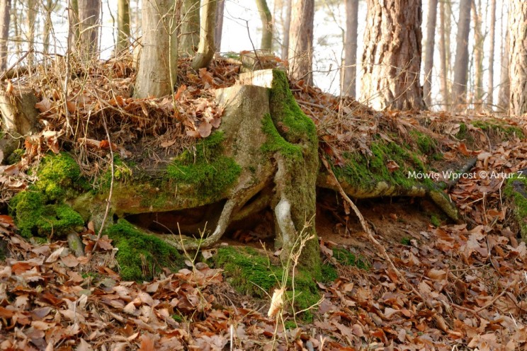 Pan Artur - Winter is coming, ale jeszcze nie teraz :)