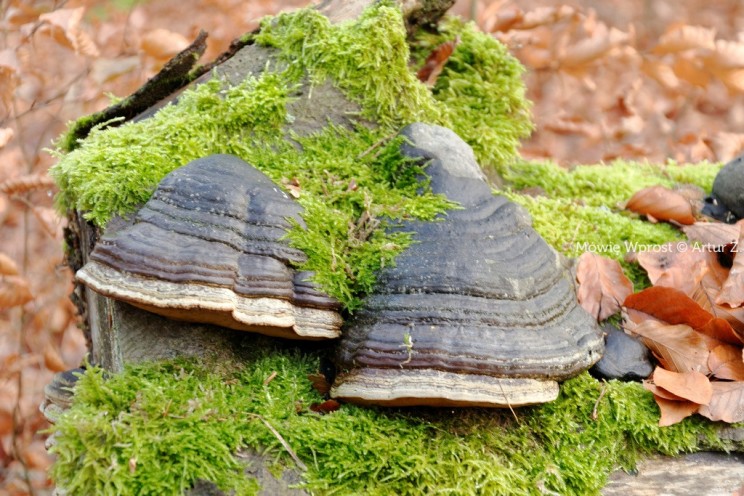 Pan Artur - Winter is coming, ale jeszcze nie teraz :)