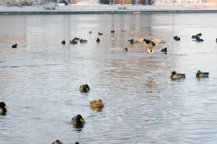 Pan Artur - Białe "szaleństwo" ;) Ostróda zimą