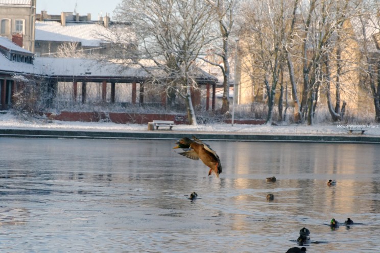 Pan Artur - Białe "szaleństwo" ;) Ostróda zimą