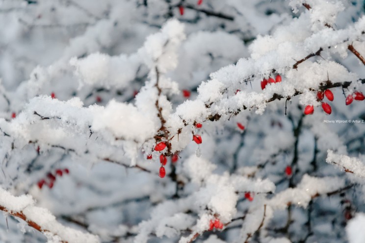 Pan Artur - Białe "szaleństwo" ;) Ostróda zimą