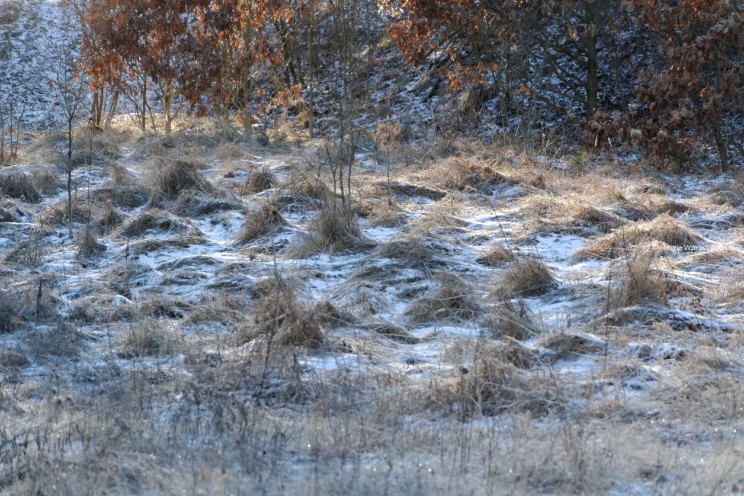 Krótki zimowy offroad, na piechotę 12 Pan Artur - Krótki zimowy offroad, na piechotę