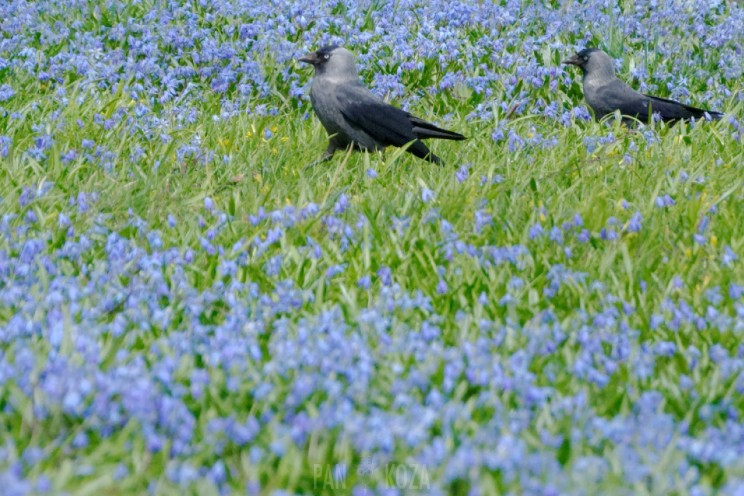 Pan Artur - Jak w niebie